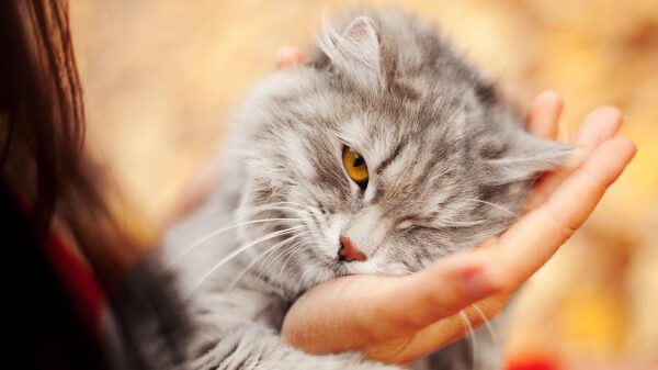 Katze