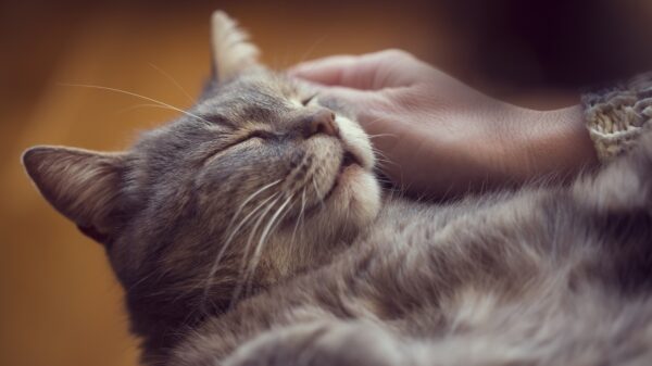 Katze