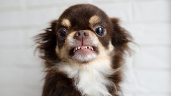 Wütender Hund