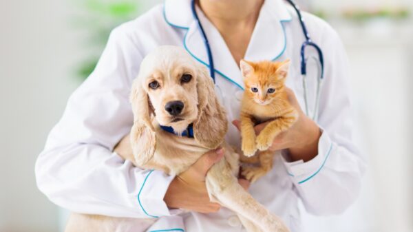 Hund und Katze
