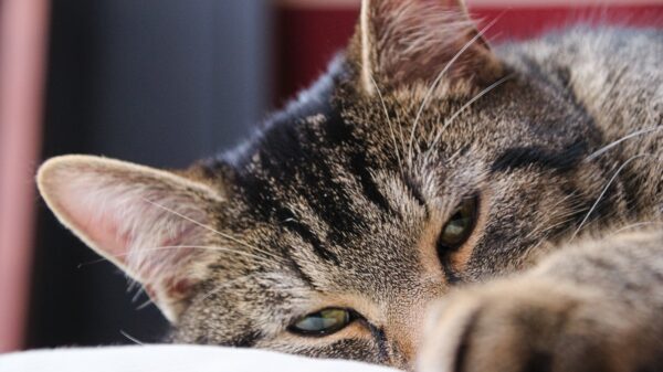 Katze