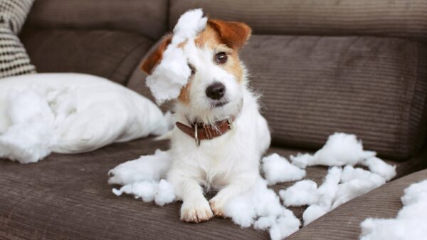 Hund