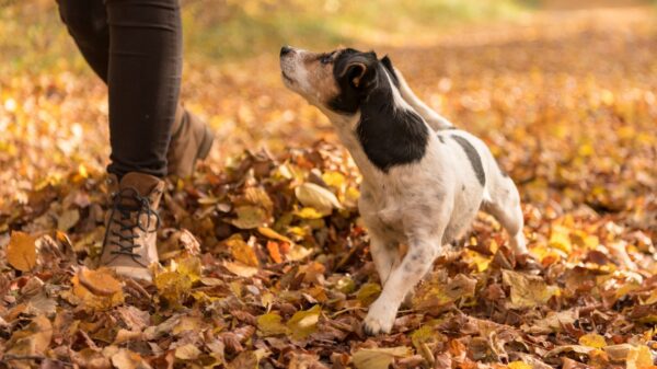 Hund beim Gassi gehen