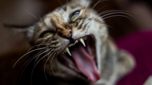 Katze
