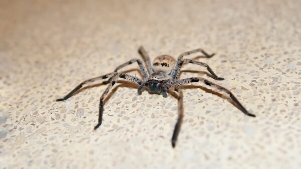 Spinne