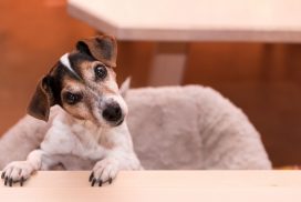 Darum halten Hunde den Kopf immer schräg 62 Darum halten Hunde den Kopf immer schräg