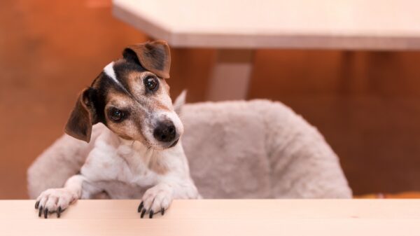 Hund