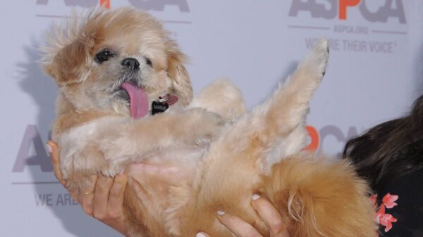 Marnie the Dog