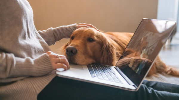 hund indoor