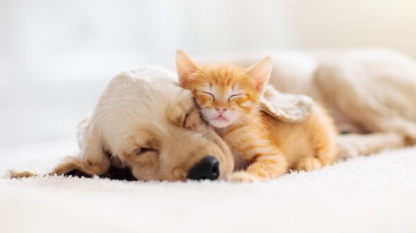 Hund und Katze