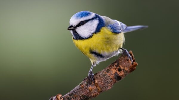 Blaumeise