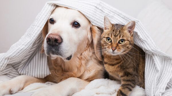 Hund und Katze