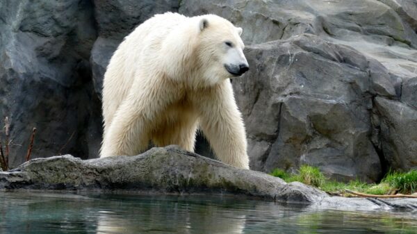 Eisbär