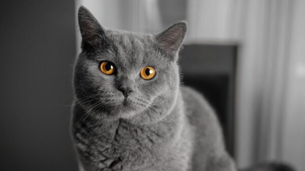 Kann dich deine Katze gar nicht leiden?