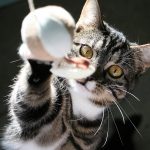 8 Gründe: Darum miaut deine Katze wirklich!