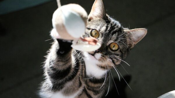 Katze