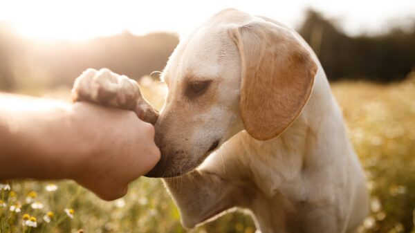 Hund