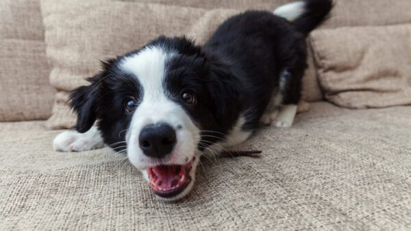 Hund