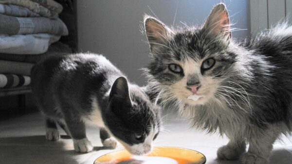 Katzen trinken Milch