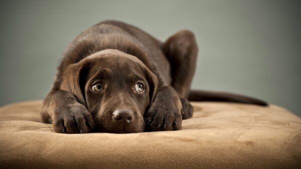Hund