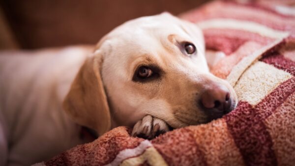 Das steckt hinter dem Hundeblick