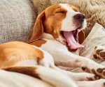 4 Tipps: So hört dein Hund wirklich auf dich!