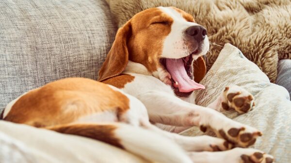 So horcht dein Hund auf dich