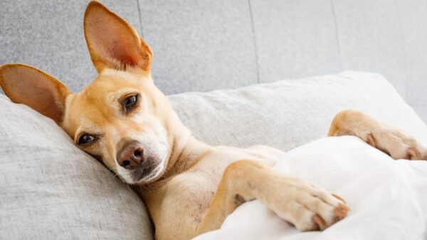 Hund