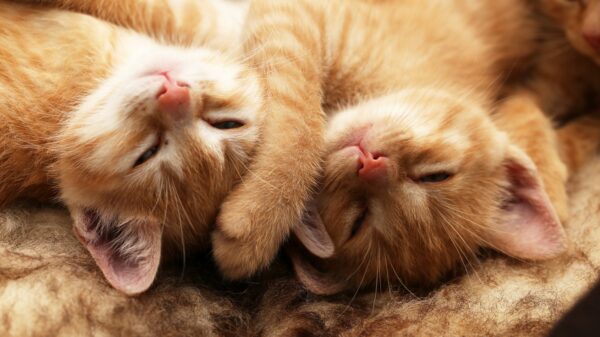 Katze