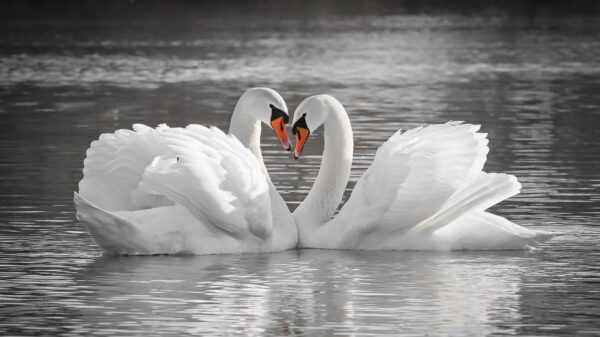 Schwan