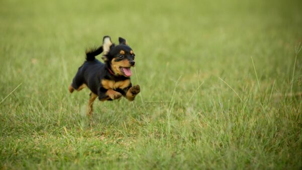 Darum liegt dein Hund gern auf dem Rücken