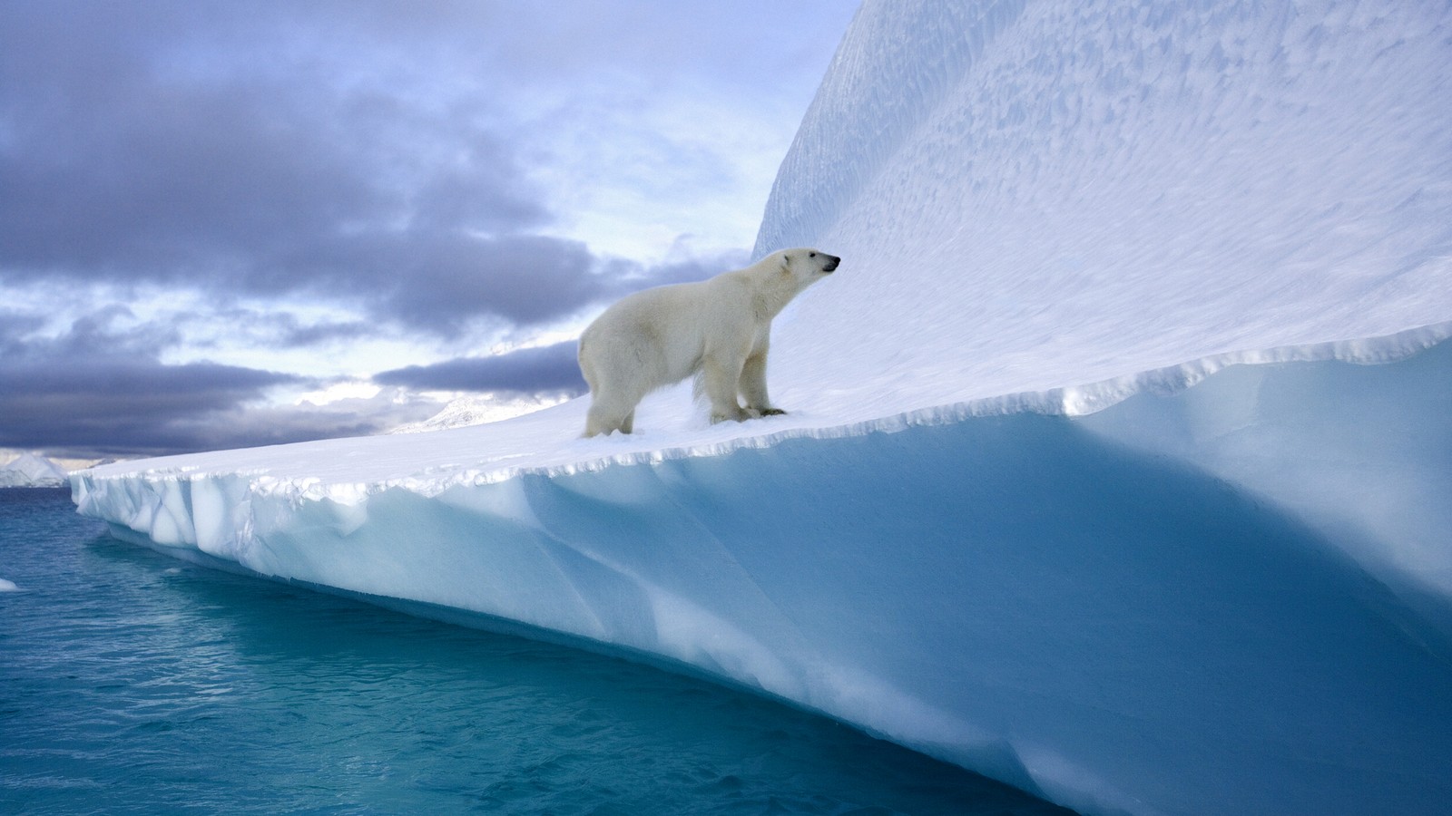 Eisbär