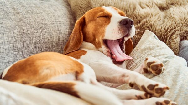 Hund