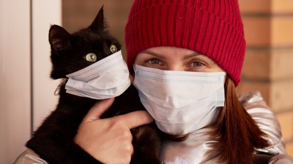Katze