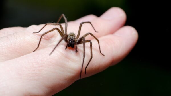 Spinne