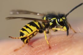 Darum verfolgen Wespen bestimmte Menschen - und stechen 62 Darum verfolgen Wespen bestimmte Menschen – und stechen