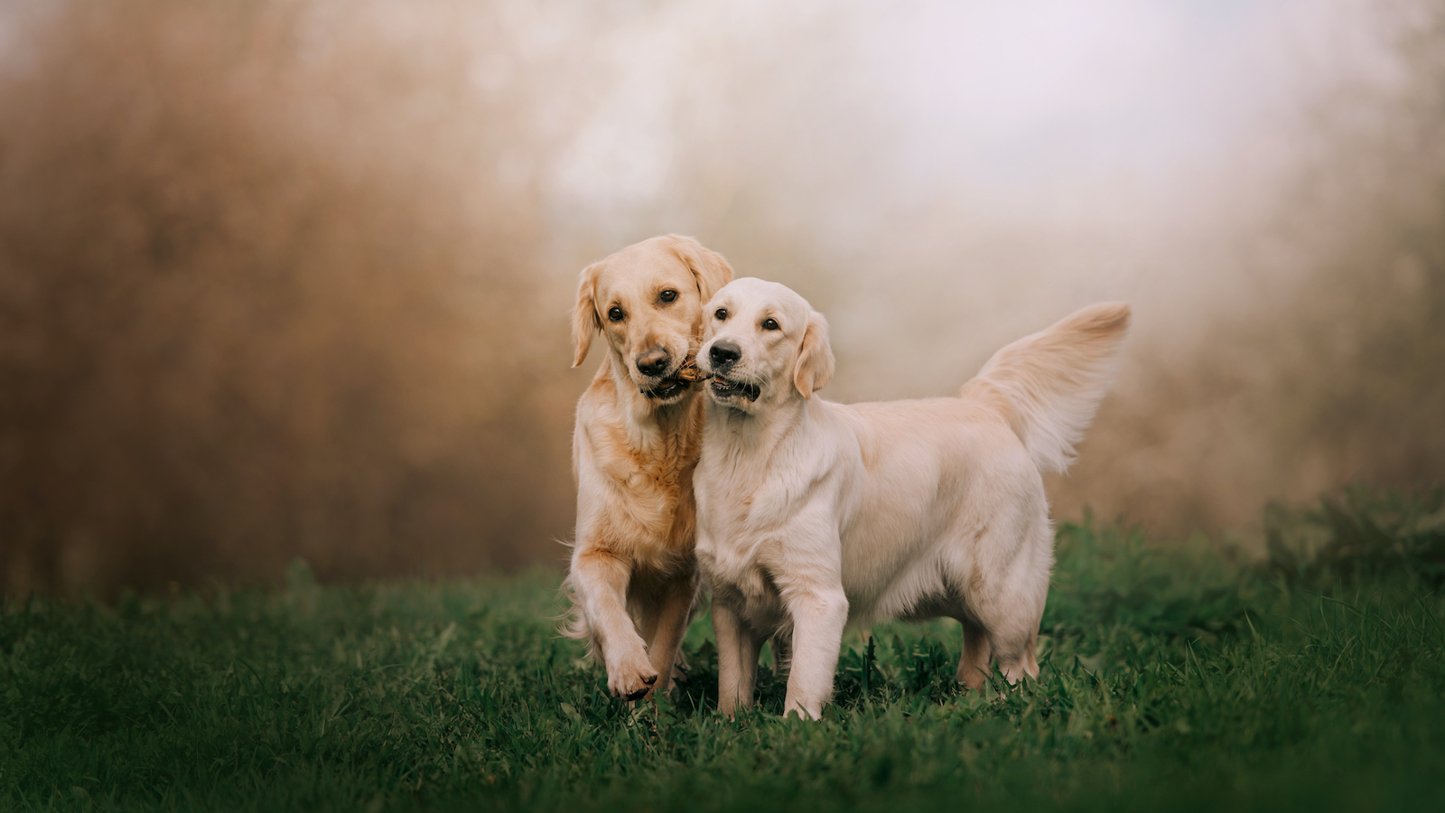 So pflegst du das Fell deines Hundes richtig 72 So pflegst du das Fell deines Hundes