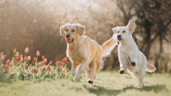 So pflegst du das Fell deines Hundes