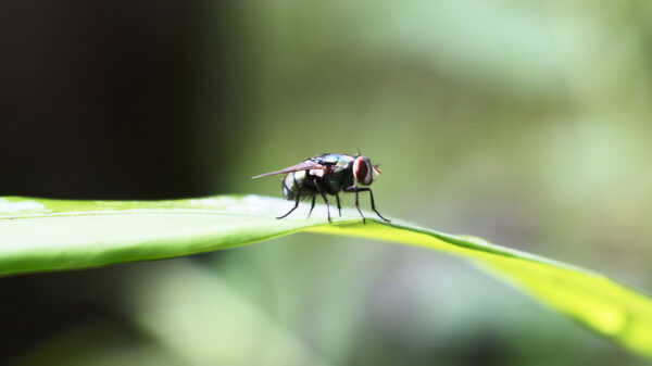 Fliege