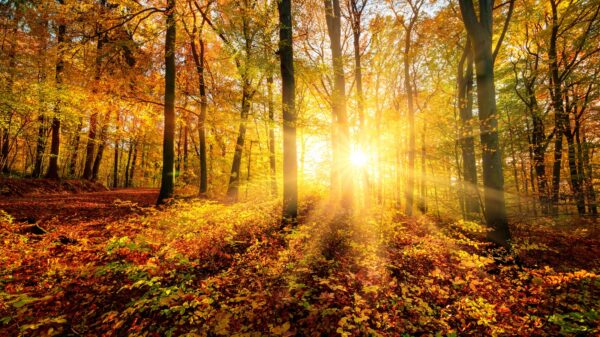 Herbst