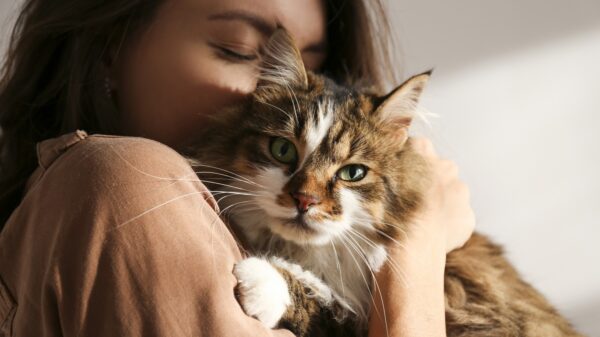 Katze