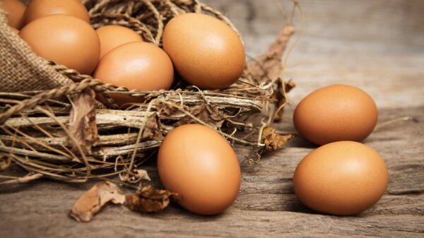 Eier
