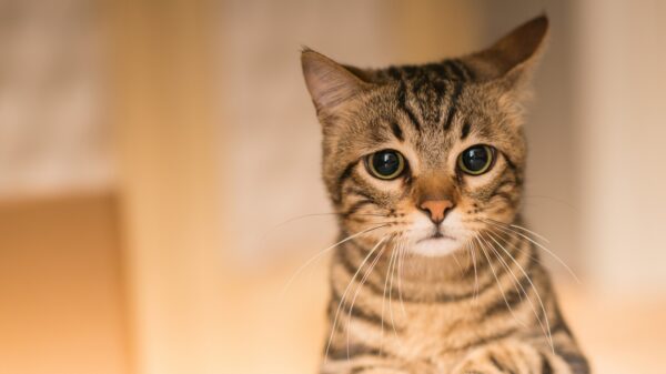 Katze