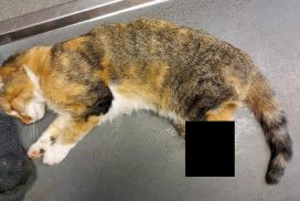 Unfassbar: Tierquäler hackt Katze die Hinterbeine ab! 65 Unfassbar: Tierquäler hackt Katze die Hinterbeine ab!