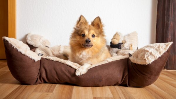 Hund