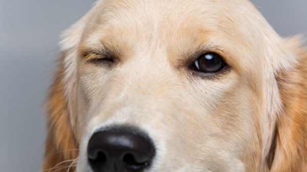 Hund