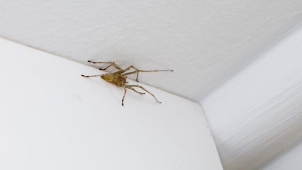 Spinne