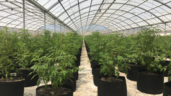 Cannabis