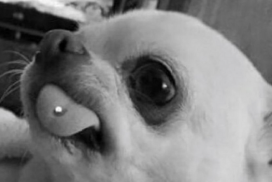 Frau verpasst ihrem Hund ein Zungenpiercing 71 Frau verpasst ihrem Hund ein Zungenpiercing