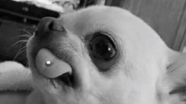 Hundebesitzerin lässt Hund piercen